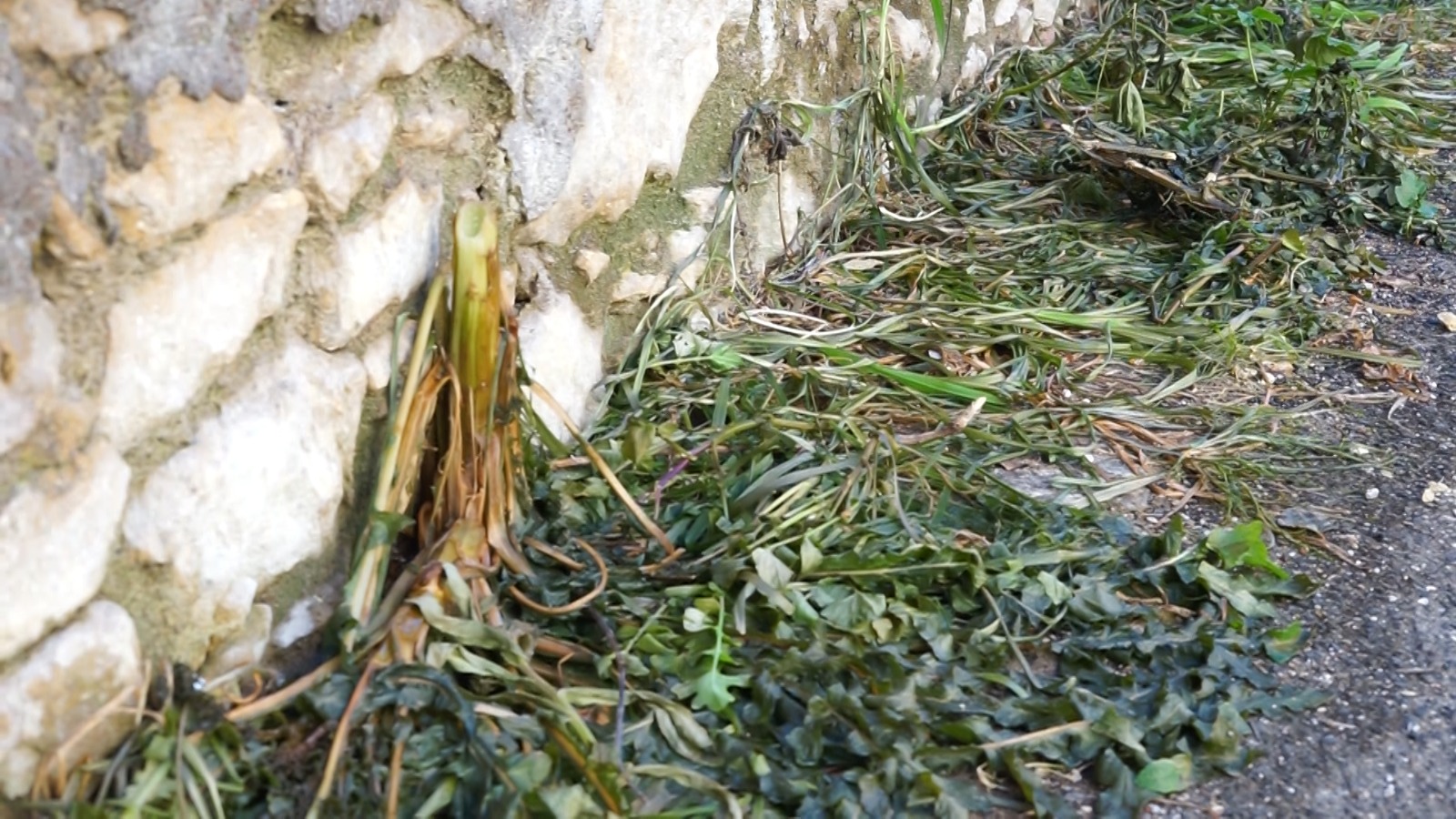 Intervento diserbo biologico in giardino