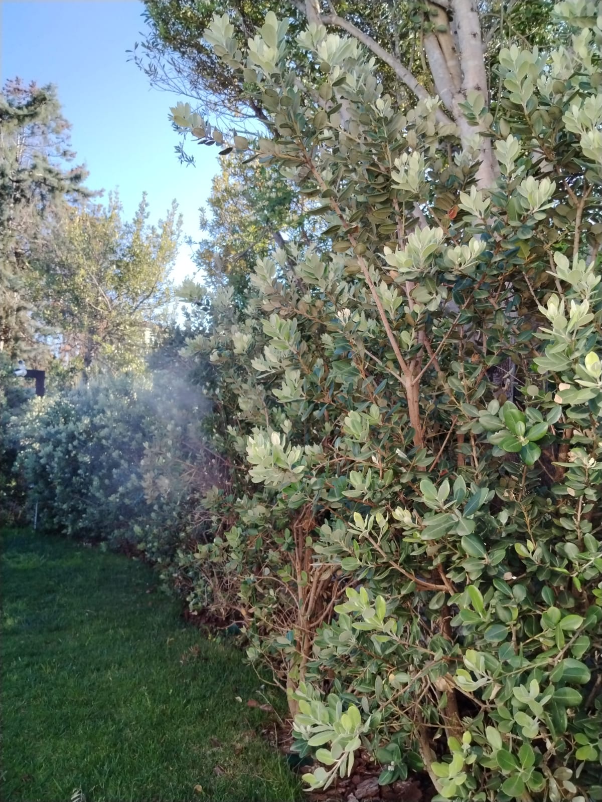 Installazione sistema automatico di nebulizzazione