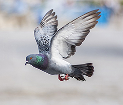 Servizio di allontanamento volatili Biosarda