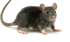 Servizio di derattizzazione Biosarda