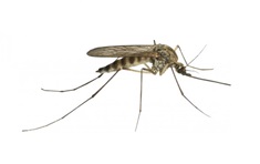 Servizio di lotta chimica mirata alle zanzare Biosarda